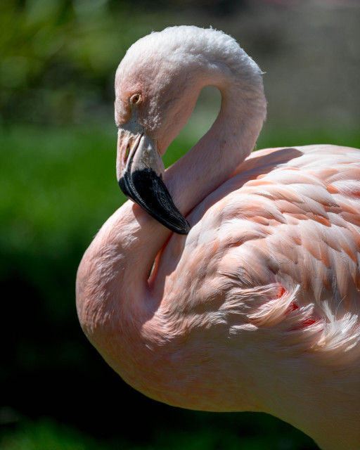 A close-up of a flamingo with a graceful neck and pink feathers, set against a blurred green background.