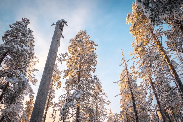 Bäume mit Schnee vor blauem Himmel