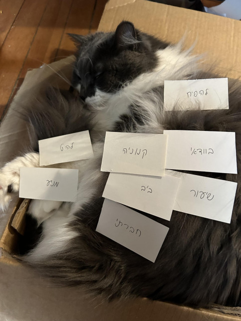 A grey and white floofy kitty sleeping soundly on her side in a box, with several flashcards placed on her fur. They have handwritten Hebrew cursive script in them.