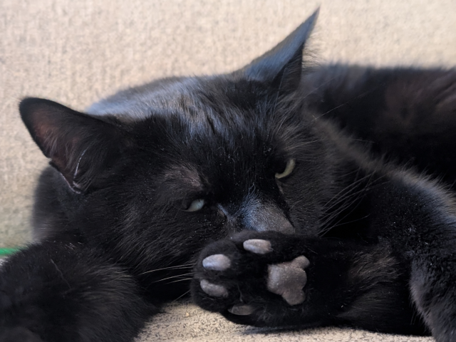 Picture of the head of a black cat lying on the couch. He is looking a bit grumpy towards the camera.

His front paws are sticking out towards the camera and one of his hind legs is sticking out under his left front paw and the underside of it is showing in front of the cats nose.