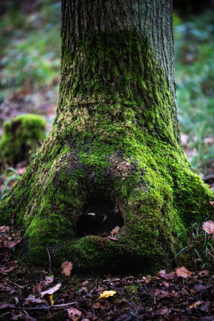 Ein Eichenstamm hat an seinem Fuß eine alte Verletzung. Dort ist eine große Überwallung und in ihrer Mitte ein tiefes Loch. Der Stammfuß ist mit Moos bewachsen.

An oak trunk has an old injury at its base. There is a large overhang and a deep hole in the centre. The base of the trunk is overgrown with moss.