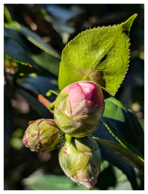 closeup of three buds showing a bit of pink, on a twig with leaves. the background is out of focus leaves in sun and shade.