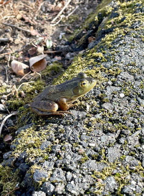 A Green Frog, approximately 4inches in length sits stoically on the very far edge of a bike path. It has just come from an expansive marsh and is preparing to cross the path to where the marsh continues. The front part of its body is a mossy green color while it is sandy tan in the rear. Moss is breaking through the concrete of the path.