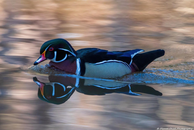 A male wood duck slowly swimming in water so still that you can see the reflection of the duck which has a green head, red eyes and a multi colored bill.