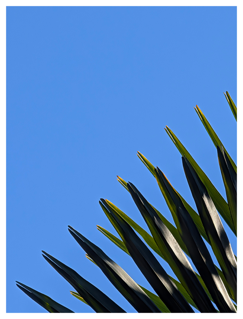 a triangle of palm leaves against a blue sky.