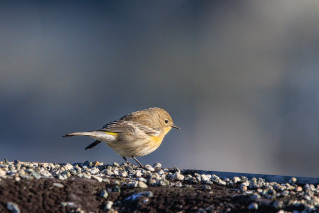 A yellow-rumped warbler stands at the edge of a flat roof in bright sunlight. 