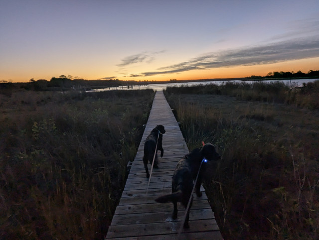 Photo of a calm morning sunrise over Harris Creek sun rising below the horizon and tinting it orange. Streaks of grey stratus hang in the sky to the right.
 Marsh is brown and ready for a long winter nap. Creek water is calm and perfectly reflects the sky and clouds.
In the foreground Miles and Jon two black Flat-Coated Retrievers stroll down the wood walk in hopes of spotting interesting waterfowl.