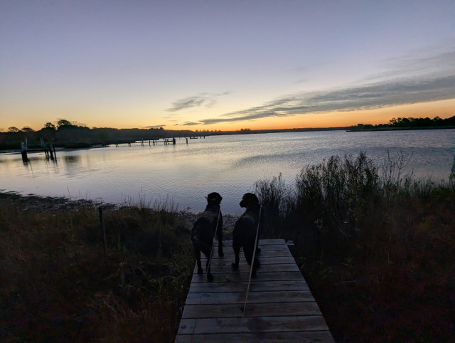 Photo of a calm morning sunrise over Harris Creek sun rising below the horizon and tinting it orange. Streaks of grey stratus hang in the sky to the right.
 Marsh is brown and ready for a long winter nap. Creek water is calm and perfectly reflects the sky and clouds.
In the foreground Miles and Jon two black Flat-Coated Retrievers stand on the wood walk looking out for interesting waterfowl.