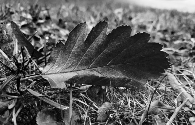 a b/w picture of an oak leaf, lying on grass. The leaf is dry and its sides curled up in a way that it almost looks like a dark feather, with some white center