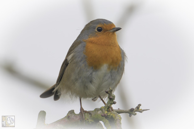 Small red and brown woodland bird