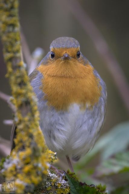 Small red and brown woodland bird