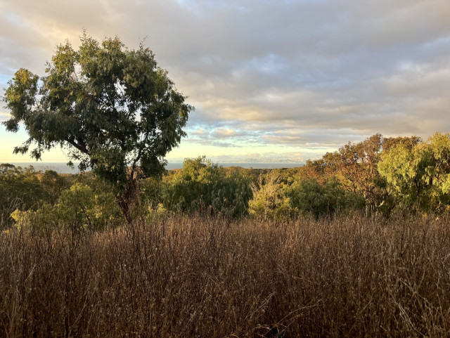 A scenic view of a landscape featuring a prominent tree in the foreground surrounded by greenery, with distant hills and a cloudy sky in the background. The scene reflects a natural setting during sunset or sunrise.