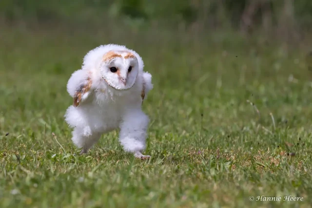 White fluffy owlet running on green grass.

On May 28th, 2021, Heere was out shooting when she spotted a confident small owl chick nearby. It was fluffy with white down, which are replaced with mature feathers as the owl grows old enough to fly.

Barn owlets start flapping their wings at seven weeks, making short flights around the nest at eight weeks, and becoming competent flyers by 10 weeks, at which point they look like adult barn owls.

Before learning to fly, however, baby owls work on developing their muscles, and this particular baby owl had apparently decided to do so by going for a run.

“I was laying on the ground,” Heere tells PetaPixel. “This young bird count not fly yet and was not afraid. I took the picture from a distance of about 5 to 6 meters [~16 feet].”

She shot the photo with a Canon 5D Mark IV DSLR and a Canon 70-200mm f/2.8L IS lens at f/8, 1/1000s, and ISO 200.