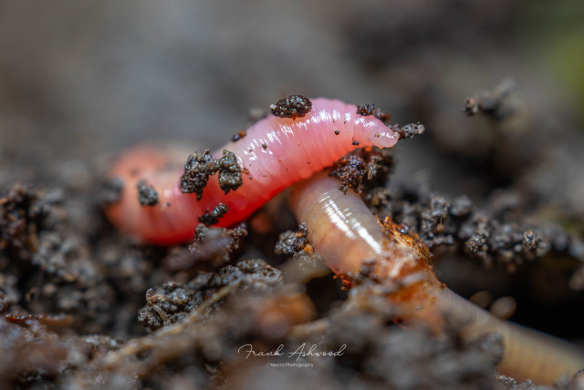 A photograph of a pink-bodied earthworm curled up on the soil surface.