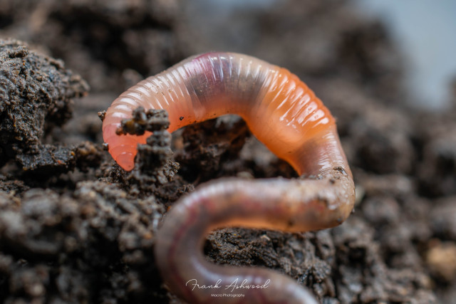 A photograph of a grey-pink bodied earthworm curled up on the soil surface.