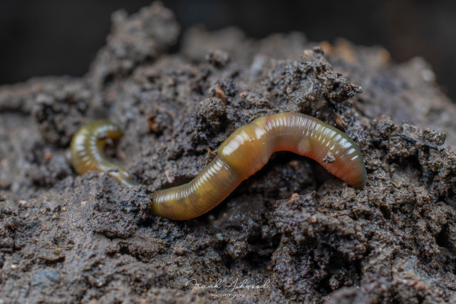 A photograph of a green-bodied earthworm curled up on the soil surface.