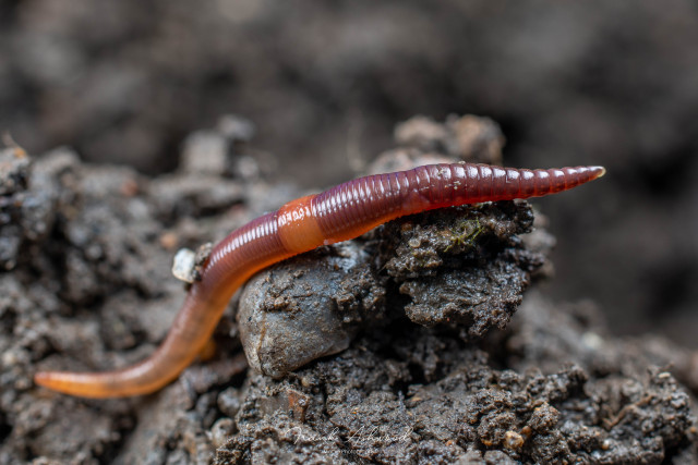 A photograph of a dark-red earthworm crawling over the soil surface.