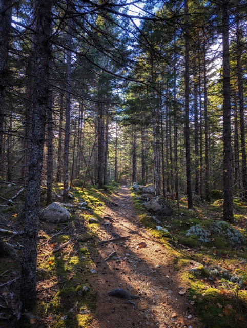 A forest trail covered in brown pine needles flanked by green moss. The afternoon sun casts long shadows, creating a slightly mystical, but friendly atmosphere.