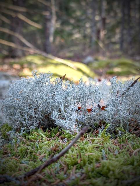 A macro shot of white lichen growing out of green moss. In the blurred background, the sun illuminates patches of forest floor.