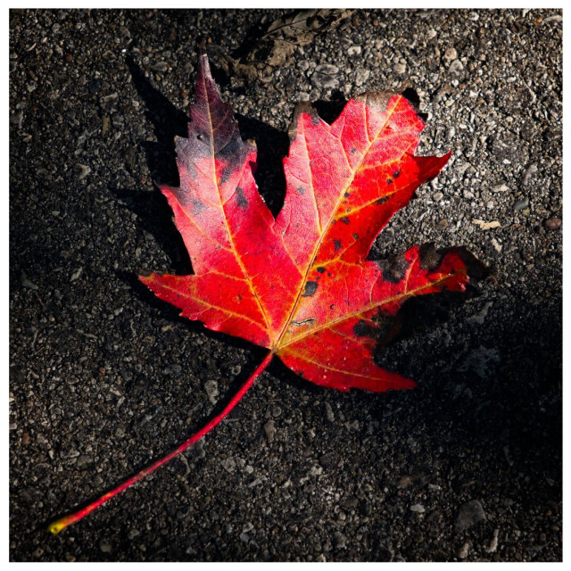 Red maple leaf on the ground with dark patches along its edges.