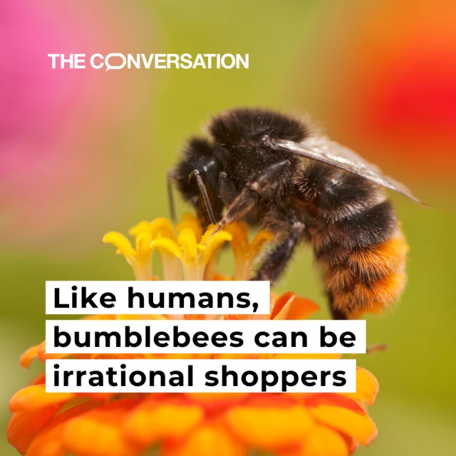 A bee sits on a flower digging for pollen. The graphic reads "Like humans, bumblebees can be irrational shoppers". 