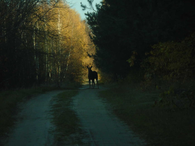 Silhouette of a moose on a rural road. The farther part of the road is sunlit, but the moose is standing where the road is in the shad of trees.