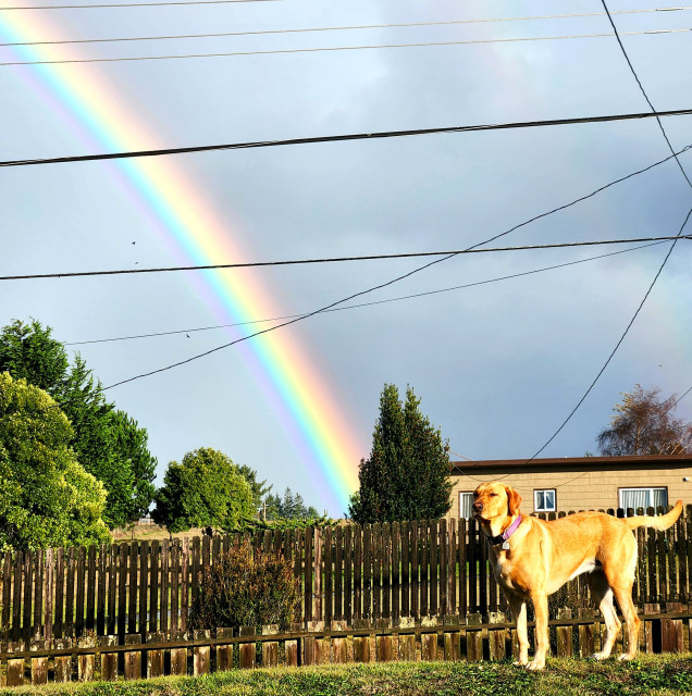 A partial rainbow in the sky over a brown house. A golden lab standing on the wet grass with two old wood fences behind her. Lots of power lines running through the photo.