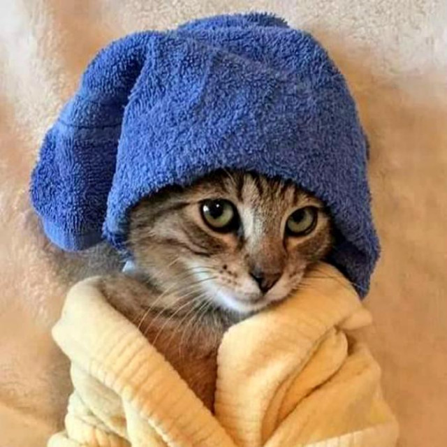 tabby cat wearing a pale yellow bathrobe and a towel wrapped around its forehead.