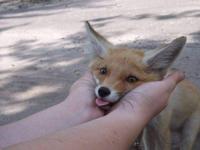 Picture of a Fox