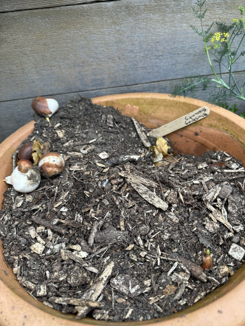 A terracotta pot with a hole dug in the soil on one side and 4 large tulip bulbs sitting in the side