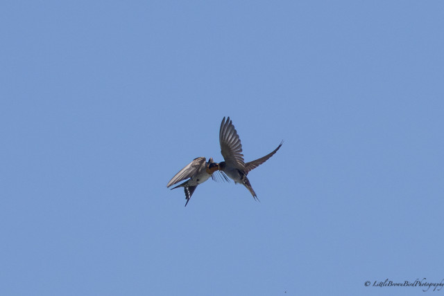 An adult swallow feeding it's baby whilst both are flying.