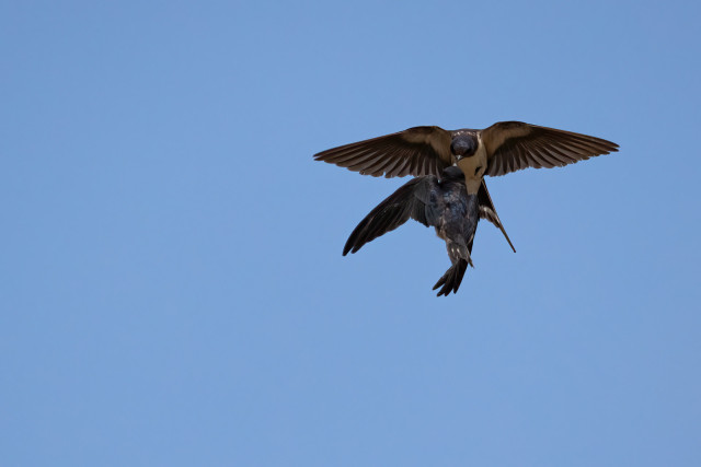 Rauchschwalbe bei der Fütterung im Flug