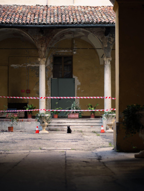 A black cat in an enclosed court with arches and potted plants.