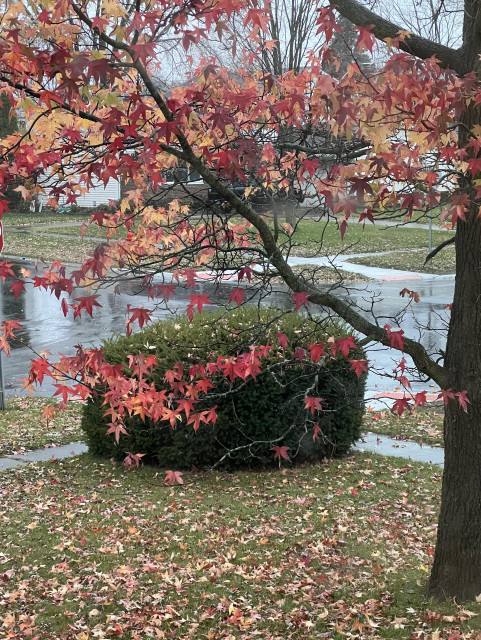 Photo of a street corner, the asphalt is covered with rivers of rain water. In the foreground a tree with a reaching branch still has red-orange leaves on it, and clusters of leaves at the base. In the middle distance a round bush sits at the corner of the sidewalk. 