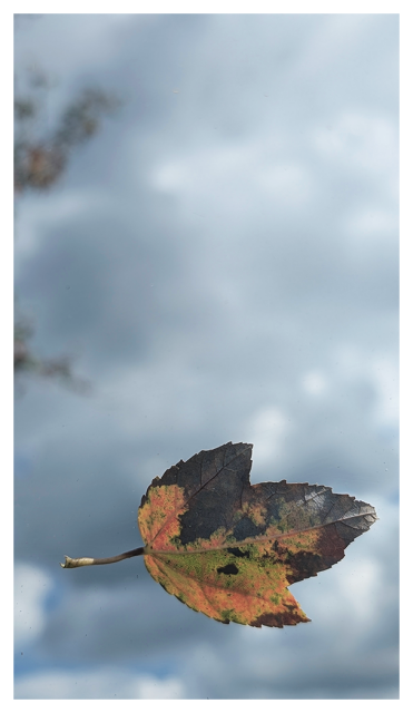 daytime. POV. a disintegrating leaf has fallen on a car windshield and appears to float. the background is out of focus. a stormy sky with a few tree branches at upper left.