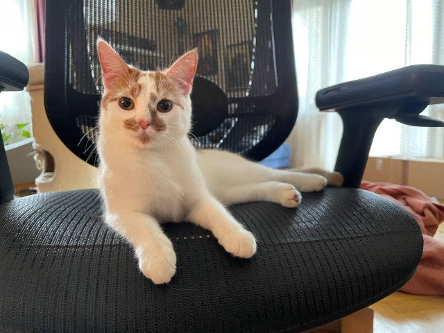 A white and orange cat, lounging on a mesh office chair, looking very cute an innocent, but with a hint of cat authority. She means business. 