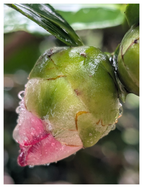 rainy day. close-up of a pink camellia bud with leaves and raindrops.