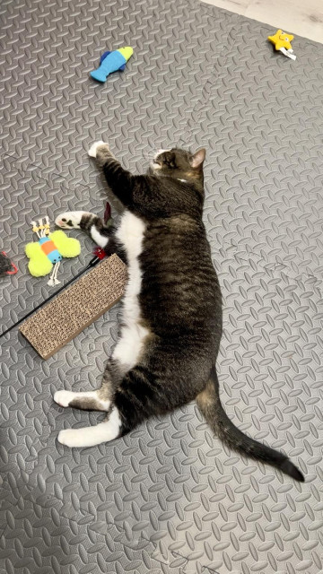 A sleeping cat lies on a textured floor mat surrounded by various colorful toys, including a blue fish, a green butterfly, and a scratching pad.