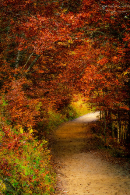 Se ve un camino rodeado de vegetación y árboles con colores de otoño (rojos, amarillos, ocres, algo de verde...).