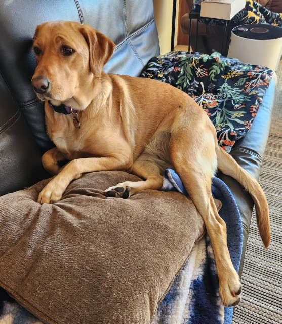 Golden Labrador retriever laying on her fuzzy blankets and brown pillow on a black sofa. She can see down the driveway through the front window from her perch here.