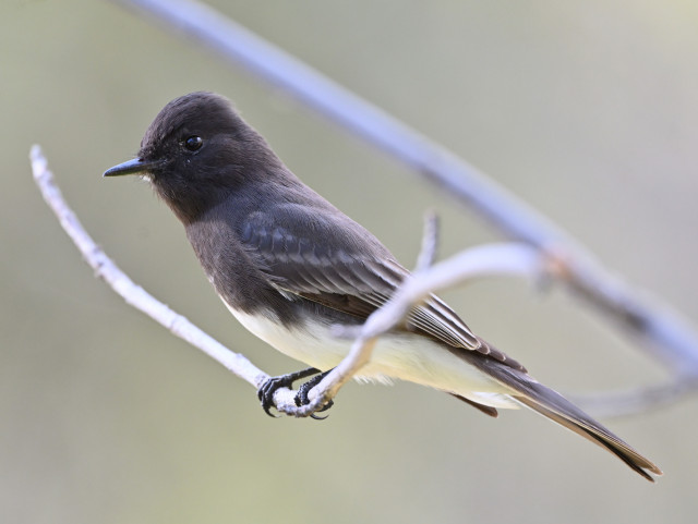 A Black Pheobe is perched on a twig facing right and looking at the camera. The bird is all black above and white/buff below with a fine sharp black bill.