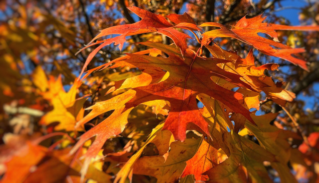 Reddish-orange oak leaves with their distinctive sawtoothed leaves shine brightly in the afternoon sun on a beautiful autumn day with blue skies peeking through the leaves from behind. One leaf is front and center with a touch more red than its neighbors.