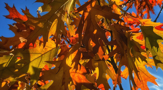 Looking through a branch filled with reddish-orange-gold oak leaves backlit and glowing from the low-angle afternoon sun, the shadowed, sawtoothed outlines of some leaves visible on other illuminated leaves, with deep blue sky behind.