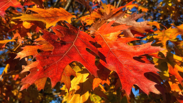 A pair of deep reddish-orange oak leaves on a branch, like a pair of outstretched hands, warmed by the bright afternoon sun, more leaves hidden behind the main pair and tiny peeks of blue sky through the leaves.