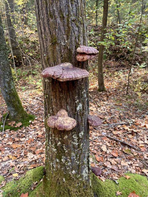 This photo was taken 5 ½ months after the initial photo in this series. It shows the trunk of a hemlock tree with 6 plate like mushrooms growing out of the bark, some at eye level, some knee and ankle level. They are dark maroon and tan, cracked and slightly droopy, their attachment points weakened on the tree. At the base of the tree are autumn leaves and bright green moss.