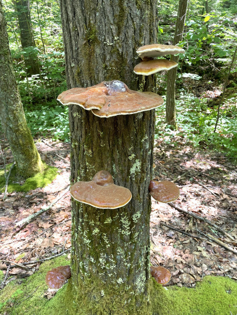 Seven large, flat shelf mushrooms growing out of a standing, dead hemlock. The largest is bigger than my outstretched hand. The tops of the mushrooms and where they attach to the tree are amber brown and they lighten as they get closer to the edge with yellow being the final color. At the base of the tree is a bright green carpet of moss. In the background are green shrubs, ground cover and larger trees.