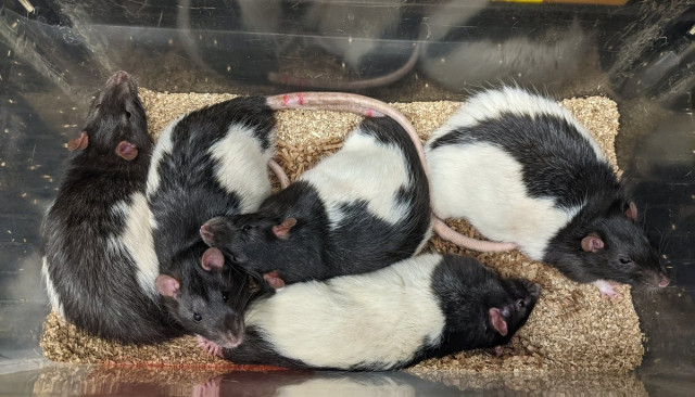 Photo of 5 Long-Evans rats resting in a box, they have black and white fur and seem very chill, one of them is looking expectantly at the photographer 