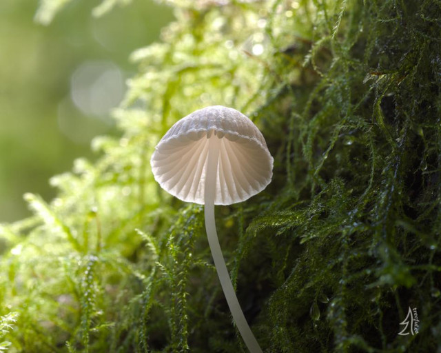 A view from below of a small mushroom growing from moss. The light shines above and through the mushroom cap, while the base of the mushroom is in shade.