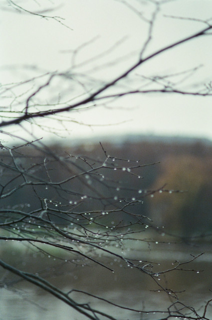 A close-up of bare branches with raindrops, set against a soft, blurred background of muted colors, suggesting a tranquil, overcast atmosphere.