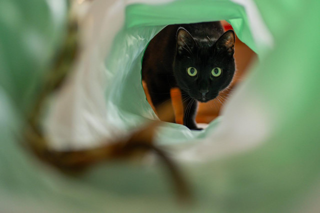 Der schwarze Kater Leo schaut durch einen Katzentunnel direkt in die Kamera. Der Tunnel ist grünweiss dadurch leuchten seine Augen grün, obwohl sie eher Bernsteinfarben sind. 
Im unscharfen Vordergrund ist noch ein Katzenspielzeug zu sehen. 